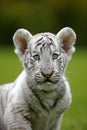 TIGRE BLANC panthera tigris Royalty Free Stock Photo