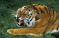 TIGRE DE SIBERIE panthera tigris altaica