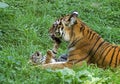 TIGRE DE SIBERIE panthera tigris altaica