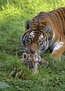 TIGRE DE SIBERIE panthera tigris altaica Royalty Free Stock Photo