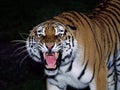 Siberian Tiger, panthera tigris altaica, Portrait of Adult Snarling, in Defensive Posture Royalty Free Stock Photo