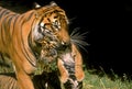 TIGRE DE SUMATRA panthera tigris sumatrae Royalty Free Stock Photo