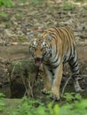 Tigress with a aggressive look at Tadoba Tiger reserve Maharashtra,India Royalty Free Stock Photo