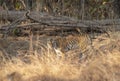 Tigress Approching waterhole in Pench national Park,Madhya Pradesh Royalty Free Stock Photo