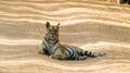 Tigress of Bandhavgarh Proudly Sitting On Road