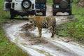 Tigress behing Safari vehicals at Tadoba Tiger reserve Maharashtra,India Royalty Free Stock Photo