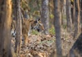 Tigress cmoing out of treeline at Pench national Park,Madhya Pradesh Royalty Free Stock Photo