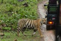 Tigress crossing the forest trail behind safari vehical at Tadoba Tiger reserve Maharashtra,India Royalty Free Stock Photo
