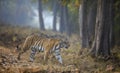 Tigress Crossing the road Royalty Free Stock Photo