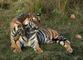 Tigress and cub. Royalty Free Stock Photo
