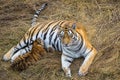 Tigress with cub. tiger mother and her cub Royalty Free Stock Photo