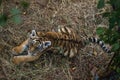 Tigress with cub. tiger mother and her cub Royalty Free Stock Photo