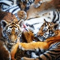 tigress with cub. tiger mother and her cub Royalty Free Stock Photo