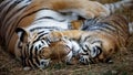 tigress with cub. tiger mother and her cub Royalty Free Stock Photo