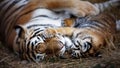 tigress with cub. tiger mother and her cub Royalty Free Stock Photo