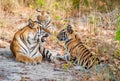 Tigress and cubs.