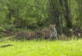 Tigress with Cubs at Tadoba Tiger reserve Maharashtra,India