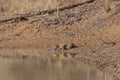 Tigress drinking water at Tadoba Tiger reserve Maharashtra,India Royalty Free Stock Photo