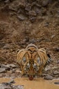 Tigress drinking water