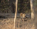 Tigress in a early Morning light at Pench national Park,Madhya Pradesh