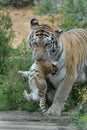 Tigress hides cub.