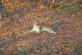 Tigress lying on the ground, resting. Russia. the Amur tiger.