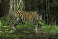 Tigress on a move at Tadoba Tiger reserve Maharashtra,India