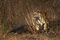 Tigress named Kuwani dragging the carcass of the cattle