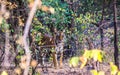 Tigress in ranthambore Royalty Free Stock Photo
