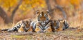 Tigress Relaxing with Playful Cubs in Tender Moment Royalty Free Stock Photo