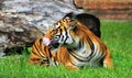 Tigress resting and licking her face
