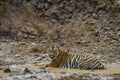Tigress resting on pond