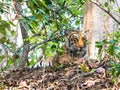 Tigress resting Royalty Free Stock Photo