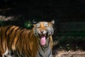 Tigress Showing Flehmen response with tongue out