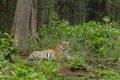 Tigress sitting ina green undergrowth  at Tadoba Tiger reserve Maharashtra,India Royalty Free Stock Photo