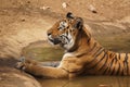 Tigress sitting in water cooling off Royalty Free Stock Photo