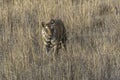 Tigress in the tall dry grass. Royalty Free Stock Photo