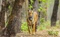 Tigress and tree Royalty Free Stock Photo