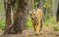 Tigress and tree Royalty Free Stock Photo