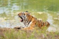 Tigress yawning sitting near water body at Tadoba Andhari National Park