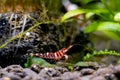 Tigri sulawesi dwarf shrimp stay near rock and aquatic plant also look for food in aquatic soil in freshwater aquarium tank