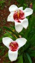 Tigridia flowers