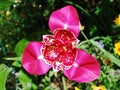 Tigridia Pavonia Flower