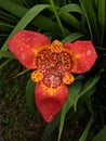 Tigridia pavonia