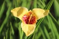 Tigridia Pavonia or peacock tiger flower in garden.