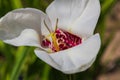 Tigridia. peacock flower. tiger flowers or shell flowers