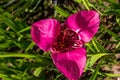 Tigridia. peacock flower. tiger flowers or shell flowers