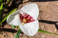 Tigridia. peacock flower. tiger flowers or shell flowers