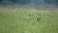 Tiher hiding in tall grass at Dhikala Royalty Free Stock Photo