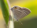 Tijgerblauwtje, Long-tailed Blue, Lampides boeticus Royalty Free Stock Photo